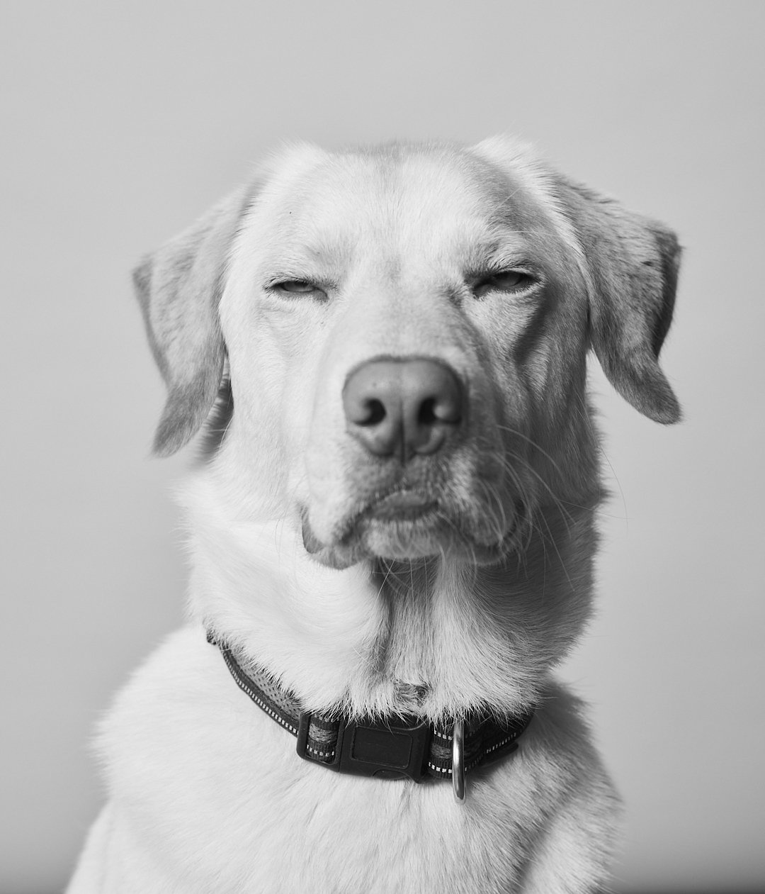 Blue, a yellow Lab, squinting at the camera